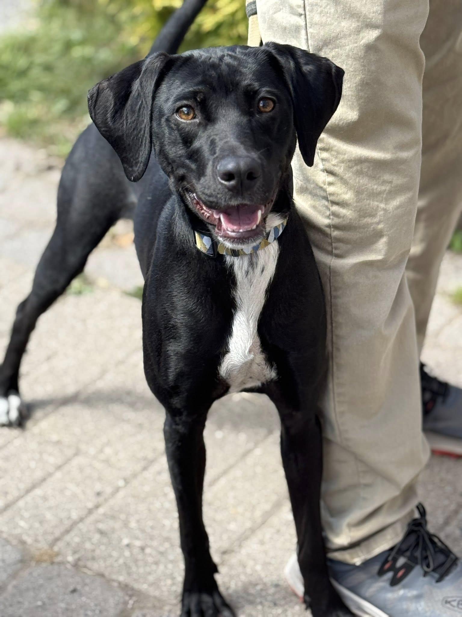 Bindi, an adopted mixed breed in Delhi, NY image 1/6