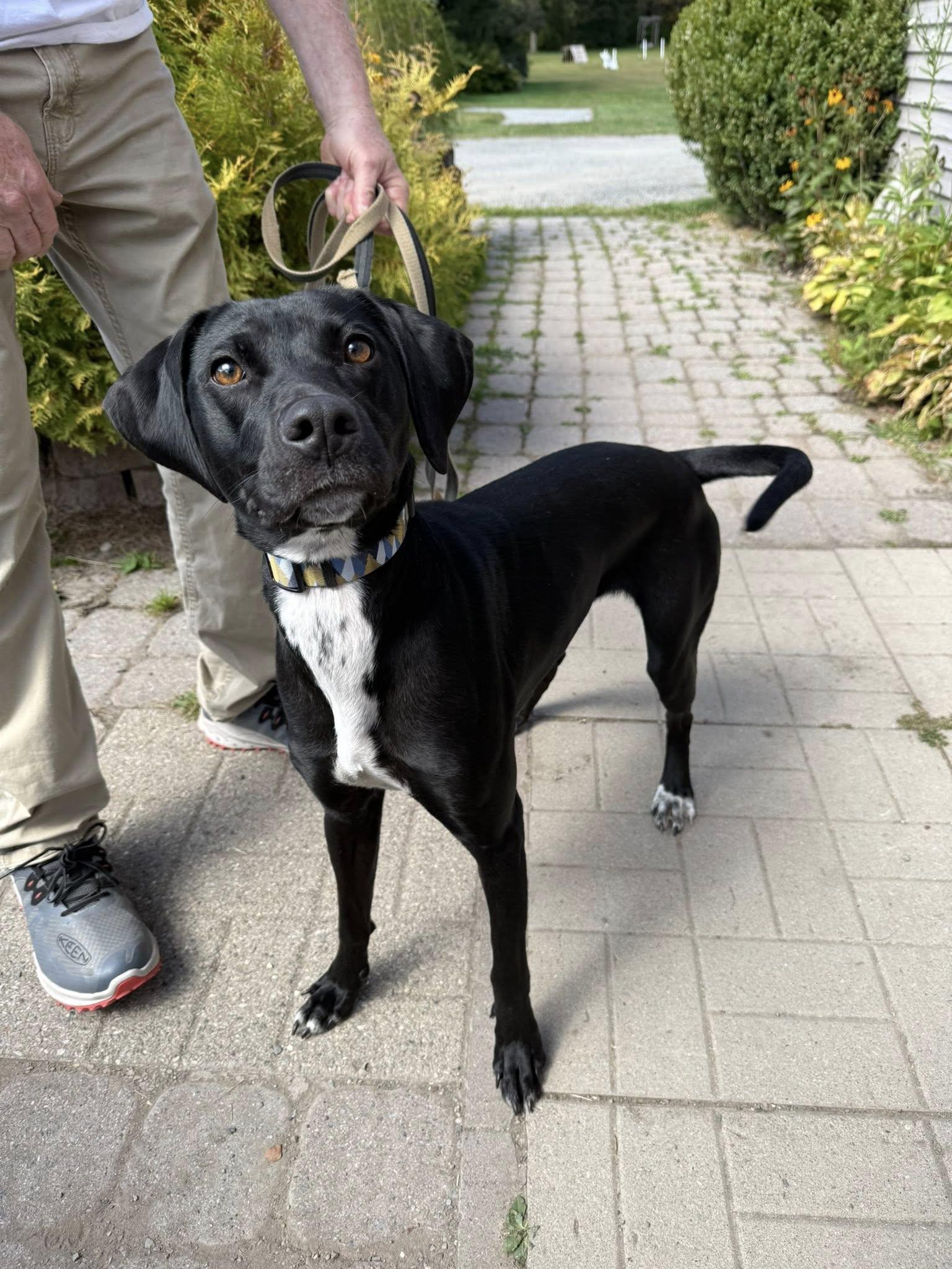 Bindi, an adopted mixed breed in Delhi, NY image 5/6
