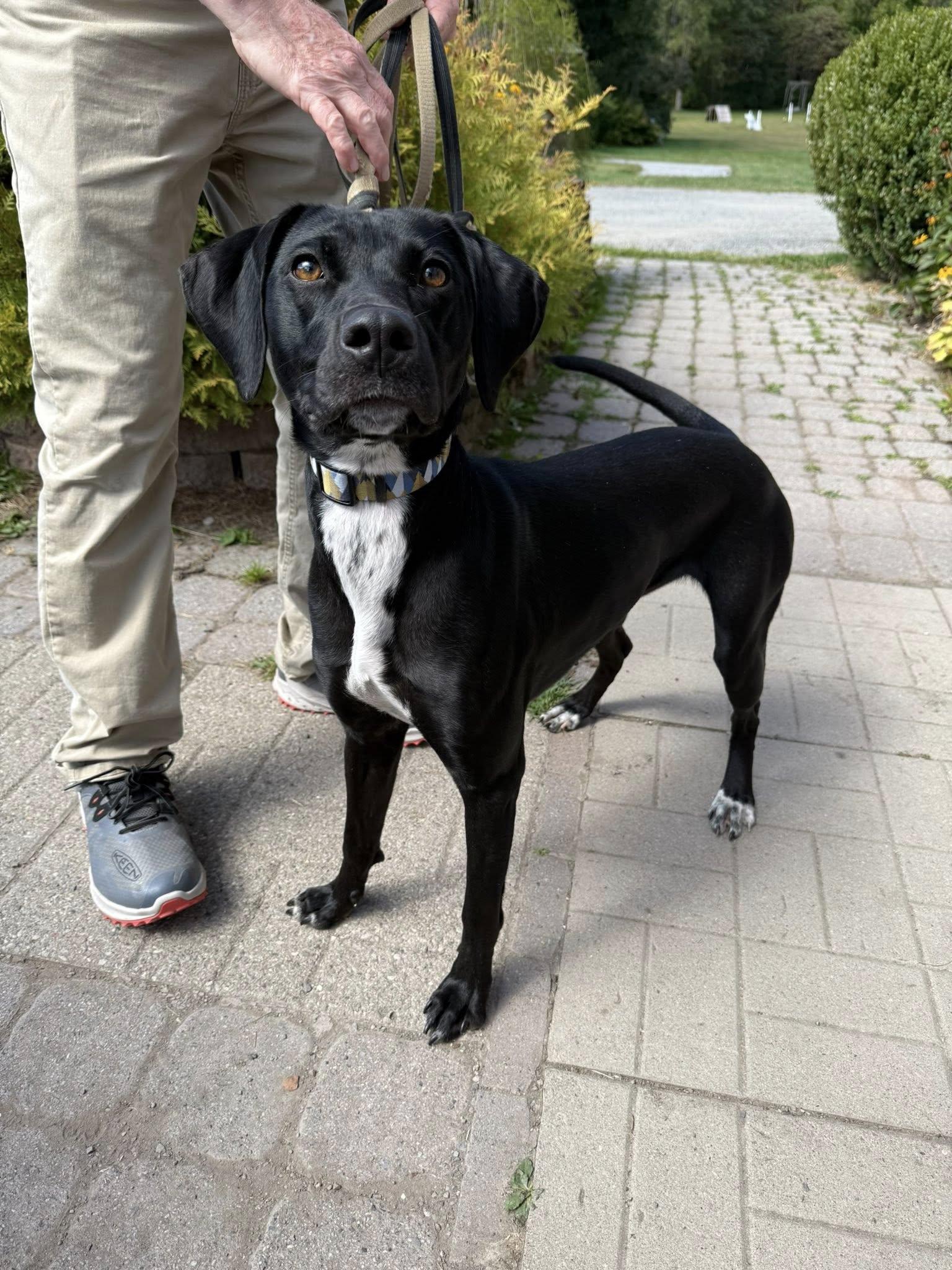 Bindi, an adopted mixed breed in Delhi, NY image 6/6