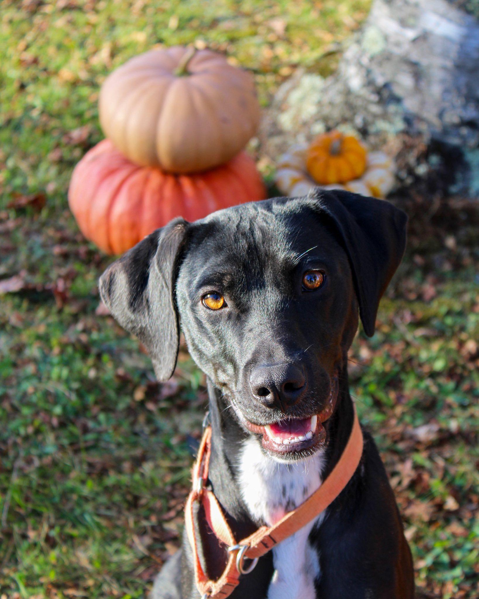 Bindi, an adopted mixed breed in Delhi, NY image 3/6