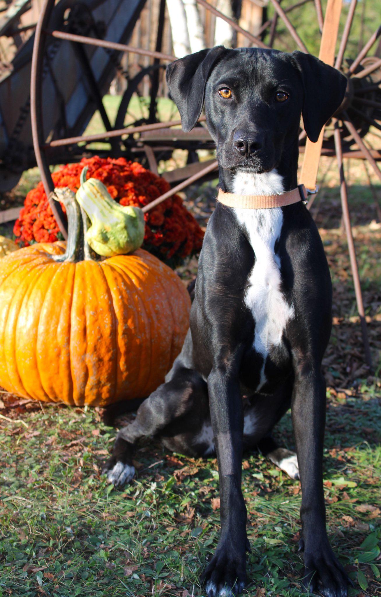 Bindi, an adopted mixed breed in Delhi, NY image 2/6