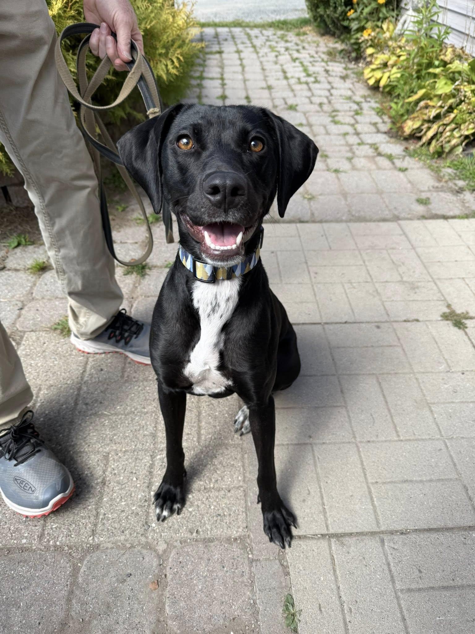 Bindi, an adopted mixed breed in Delhi, NY image 4/6