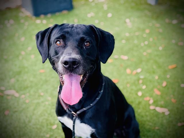 MATHERS, Adoptable, Adult Male Labrador Retriever.
