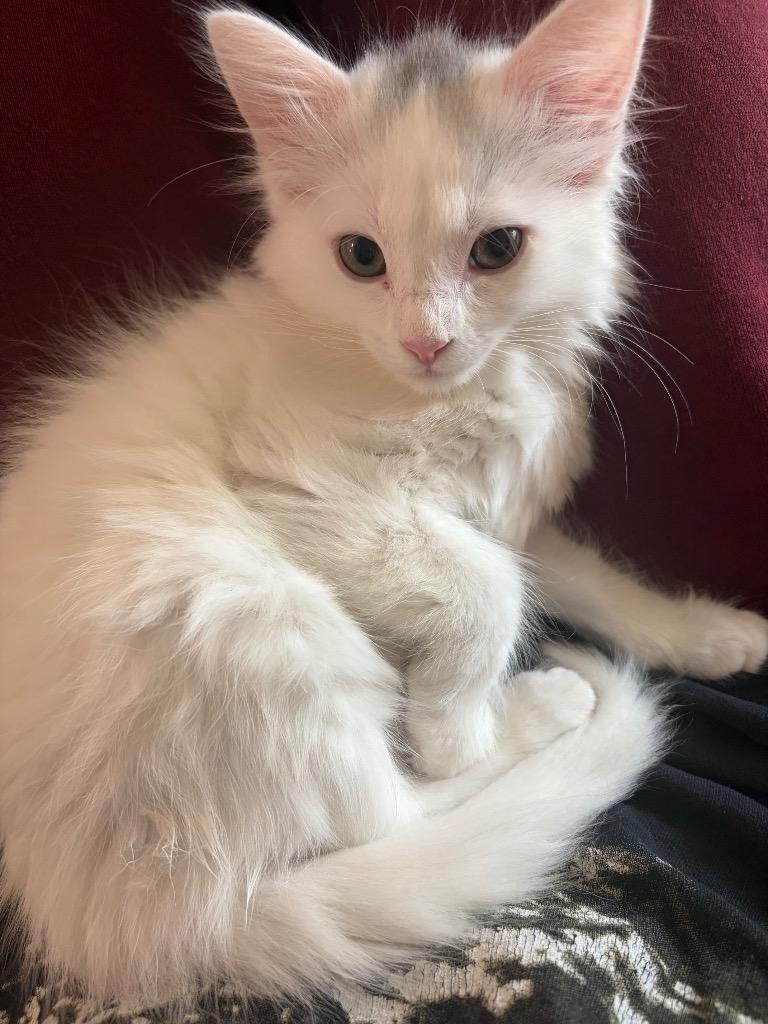 Poppy, Adoptable, Kitten Female Domestic Short Hair.