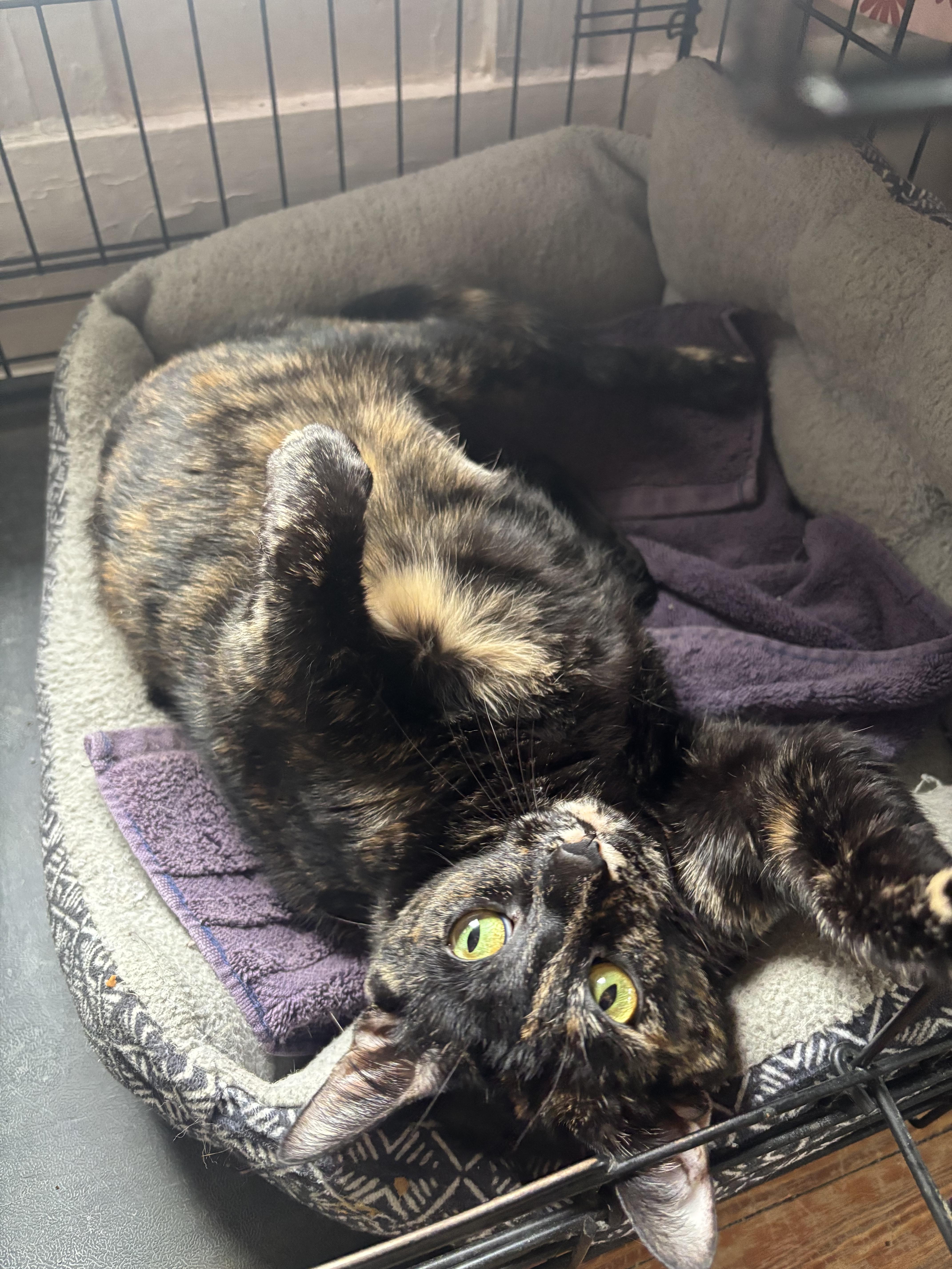 Enlarge Pepper Potts, a ADOPTABLE Domestic Short Hair in Statesboro, GA image 2/3