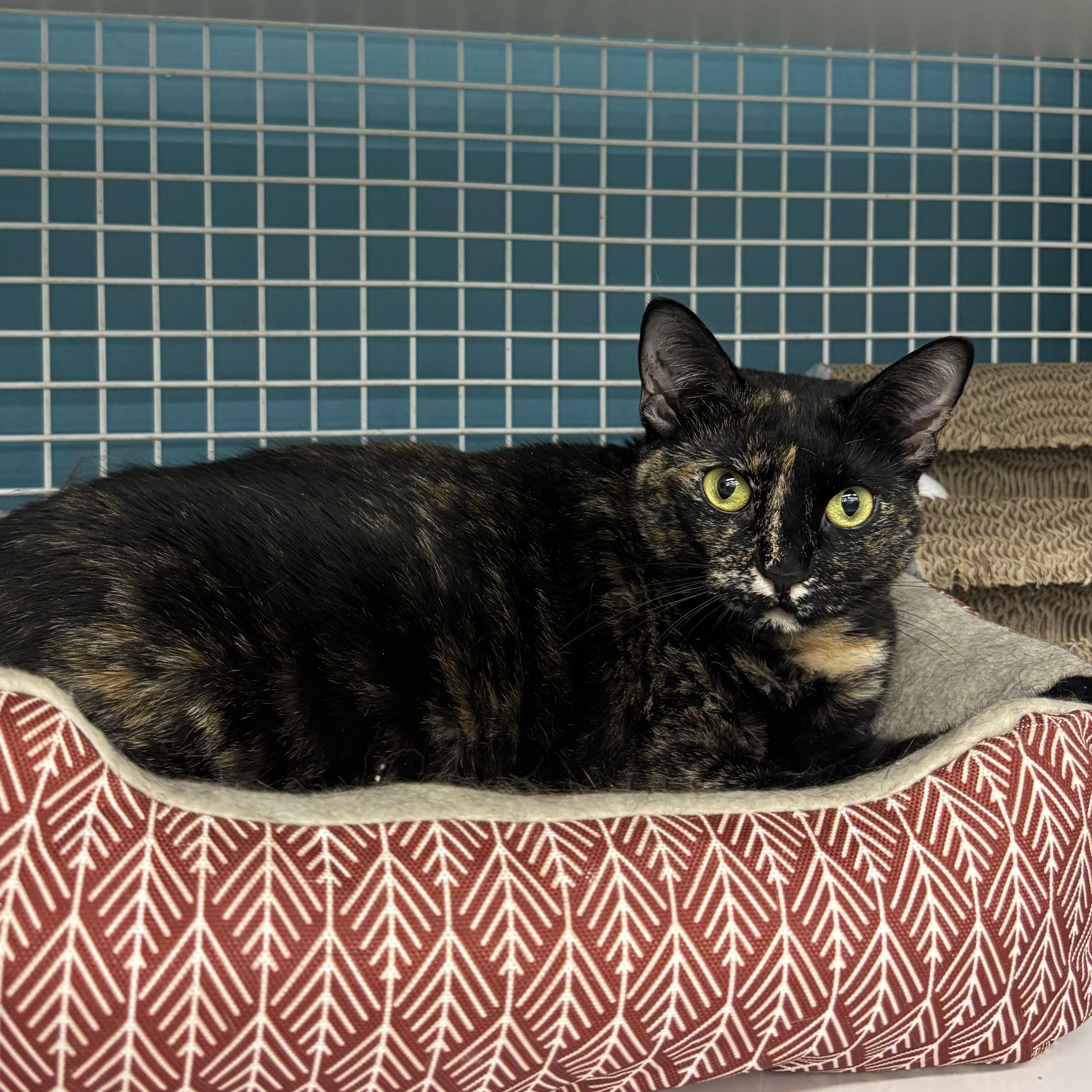 Pepper Potts, ADOPTABLE, Adult Female Domestic Short Hair.
