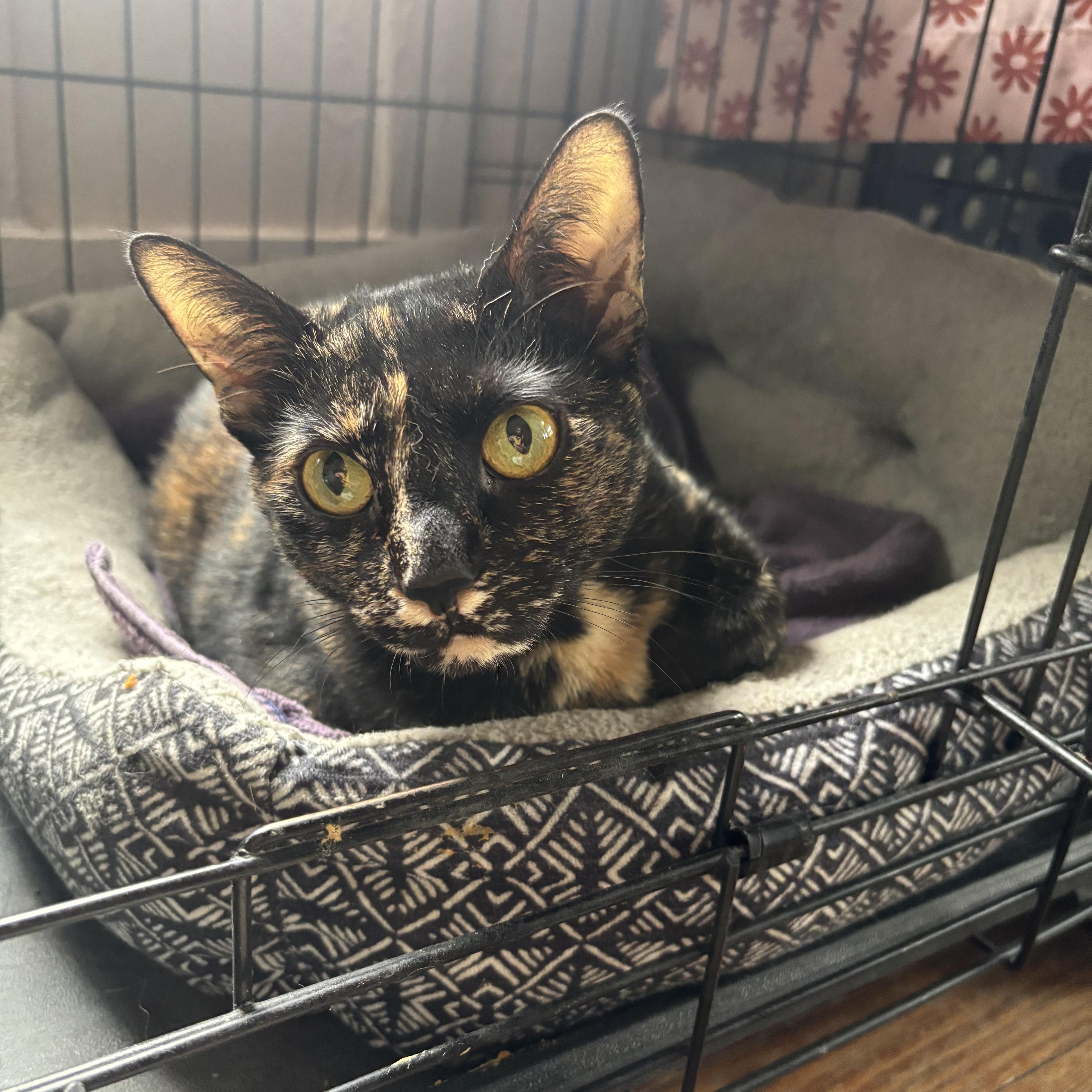 Pepper Potts, ADOPTABLE, Adult Female Domestic Short Hair.