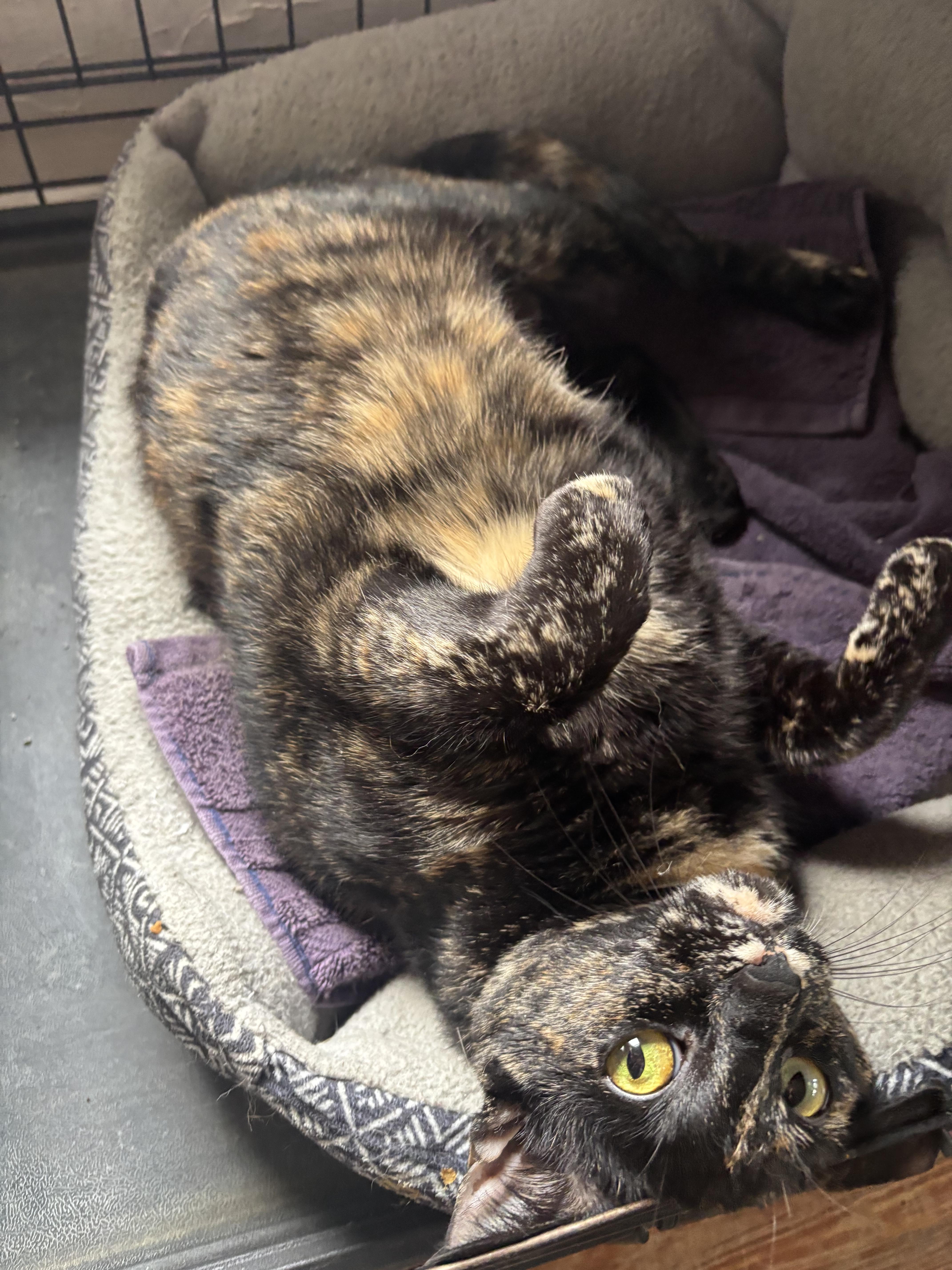 Enlarge Pepper Potts, a ADOPTABLE Domestic Short Hair in Statesboro, GA image 3/3