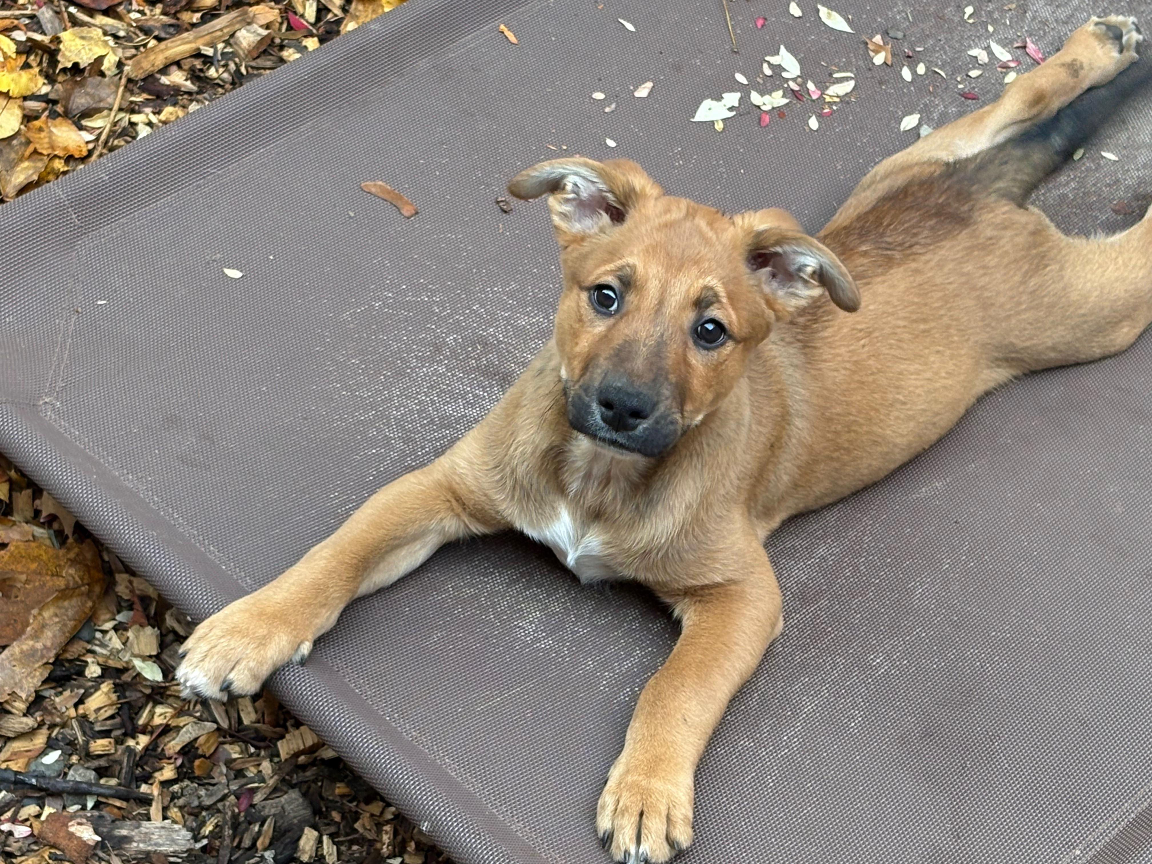 Enlarge Josh, an adopted mixed breed in Chalfont, PA image 1/1