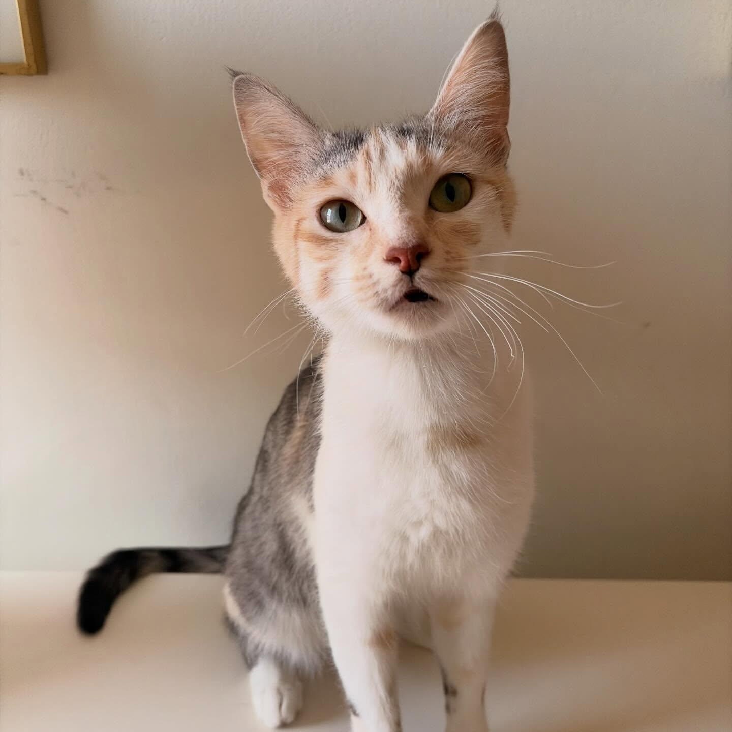 Enlarge Birdie, a Adoptable mixed breed in Chicago, IL image 2/6