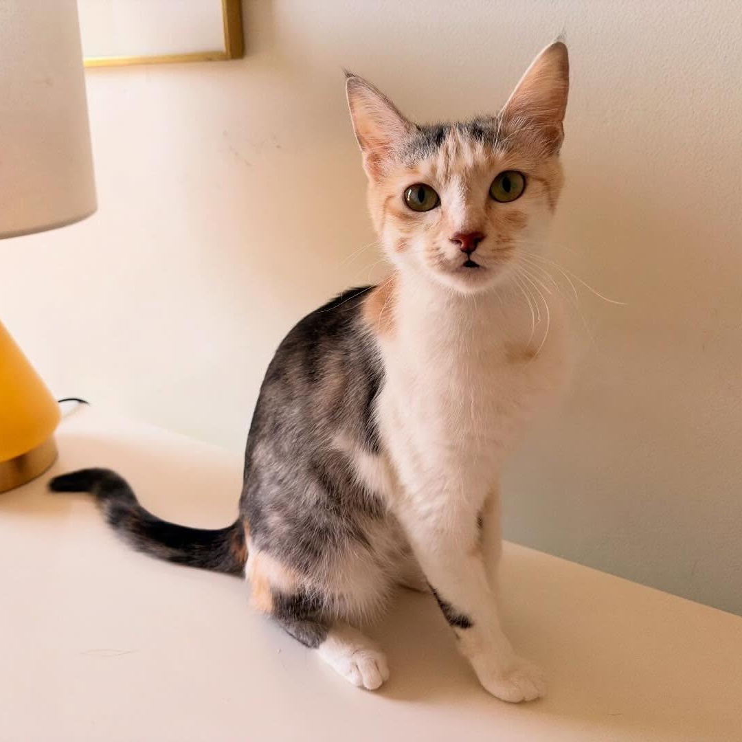 Enlarge Birdie, a Adoptable mixed breed in Chicago, IL image 4/6