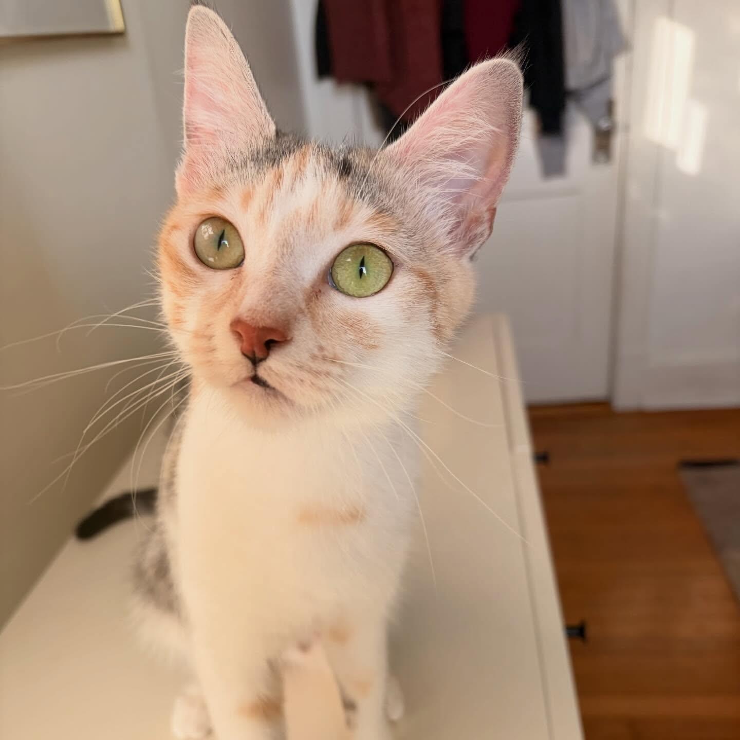 Enlarge Birdie, a Adoptable mixed breed in Chicago, IL image 5/6