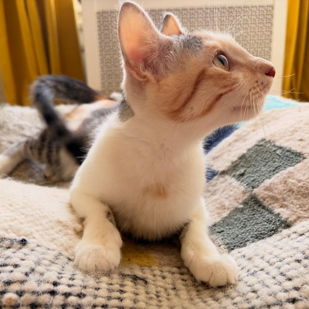 Enlarge Birdie, a Adoptable mixed breed in Chicago, IL image 3/6