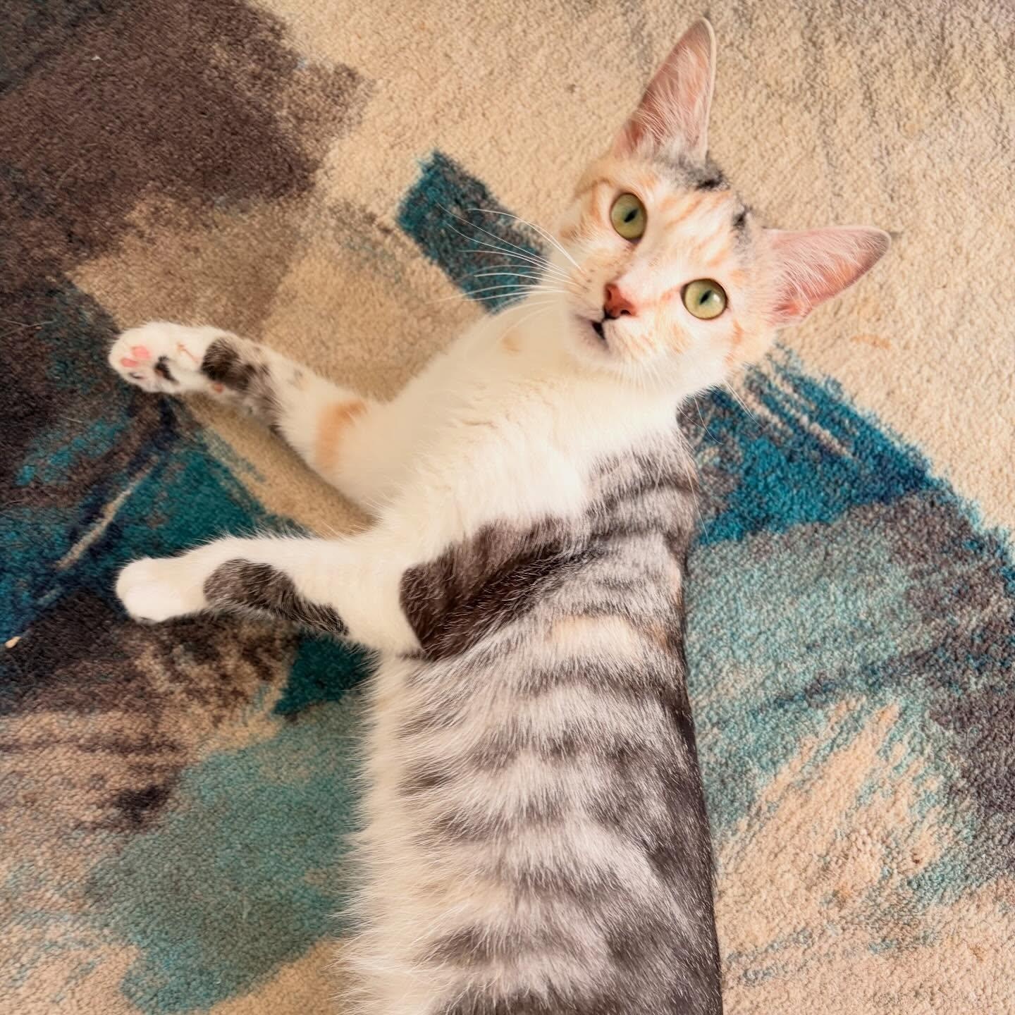 Enlarge Birdie, a Adoptable mixed breed in Chicago, IL image 6/6