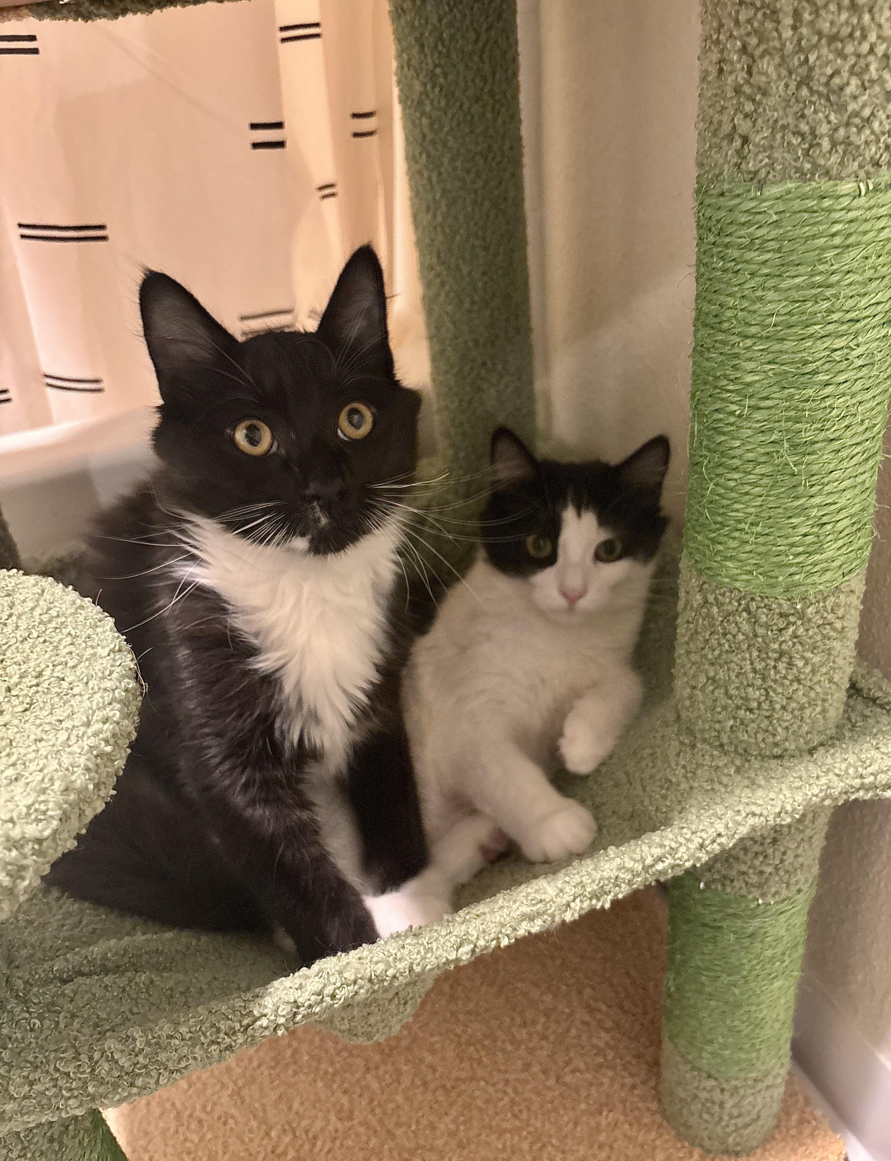 Hocus and Pocus (sweet / playful /gentle)