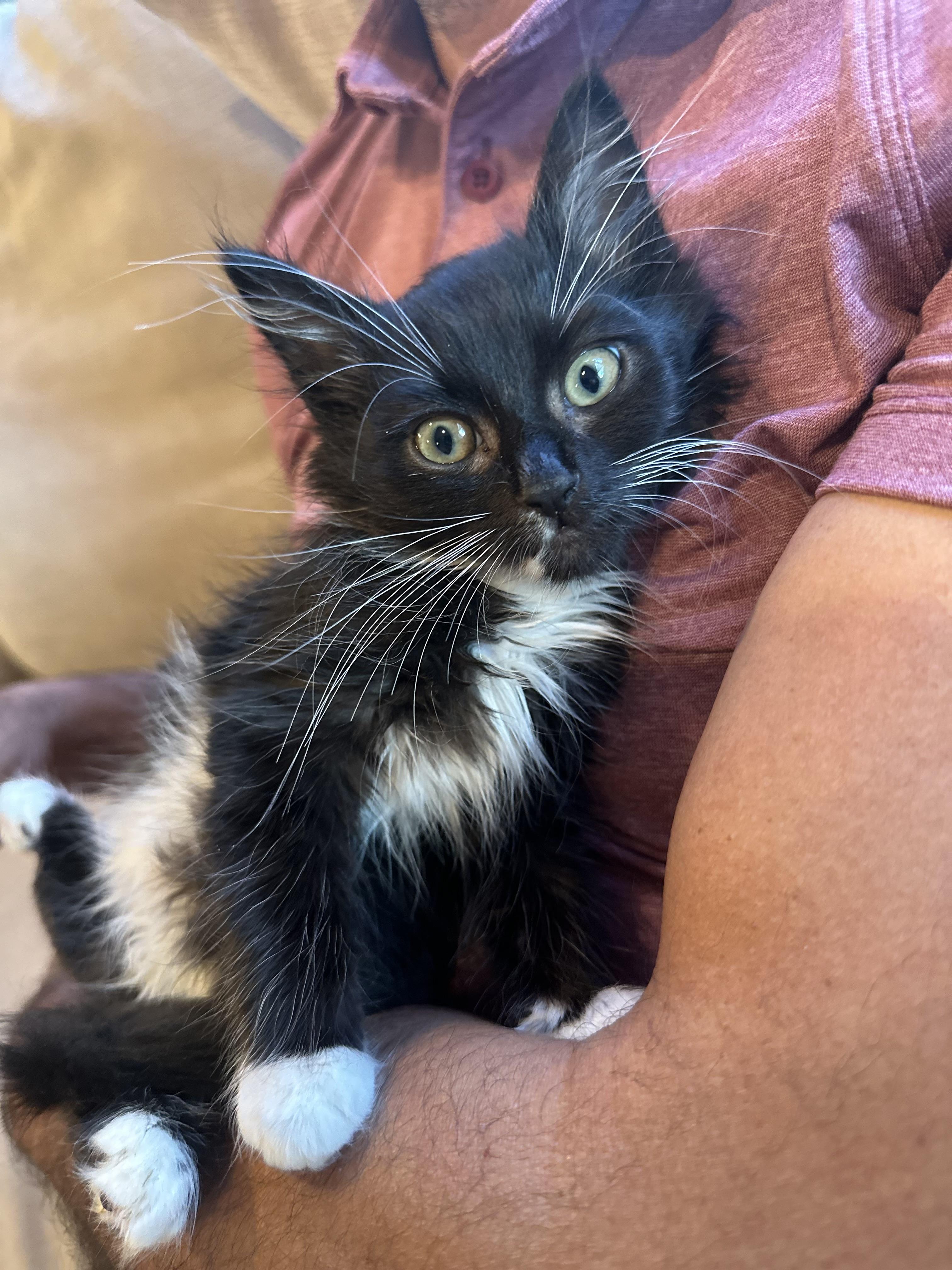 Hocus and Pocus (sweet / playful /gentle)