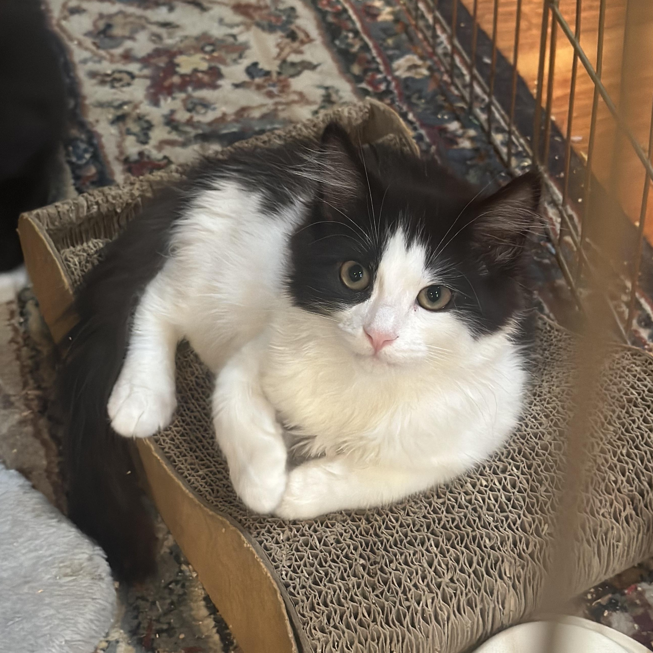 Hocus and Pocus (sweet / playful /gentle)