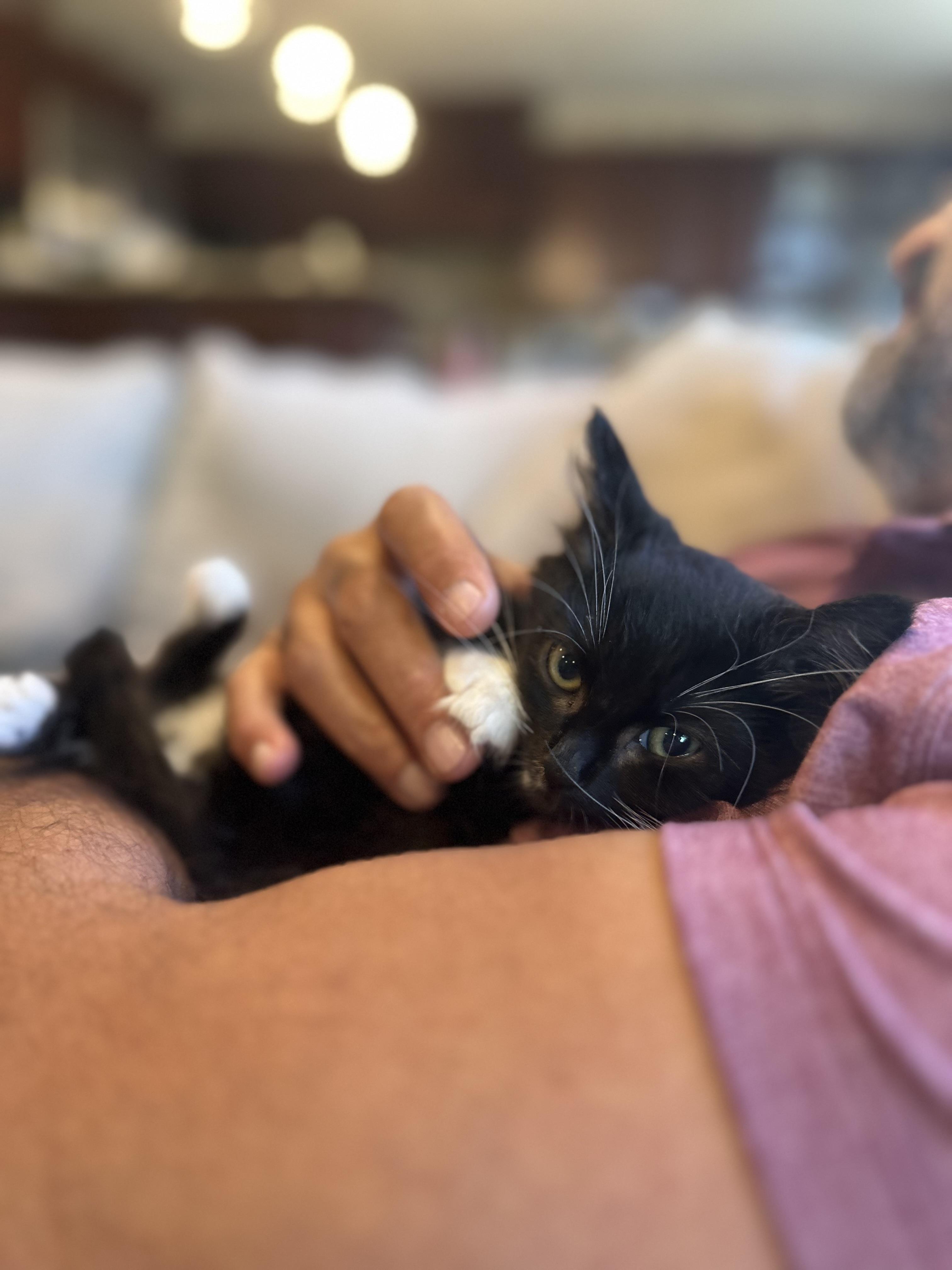 Hocus and Pocus (sweet / playful /gentle)