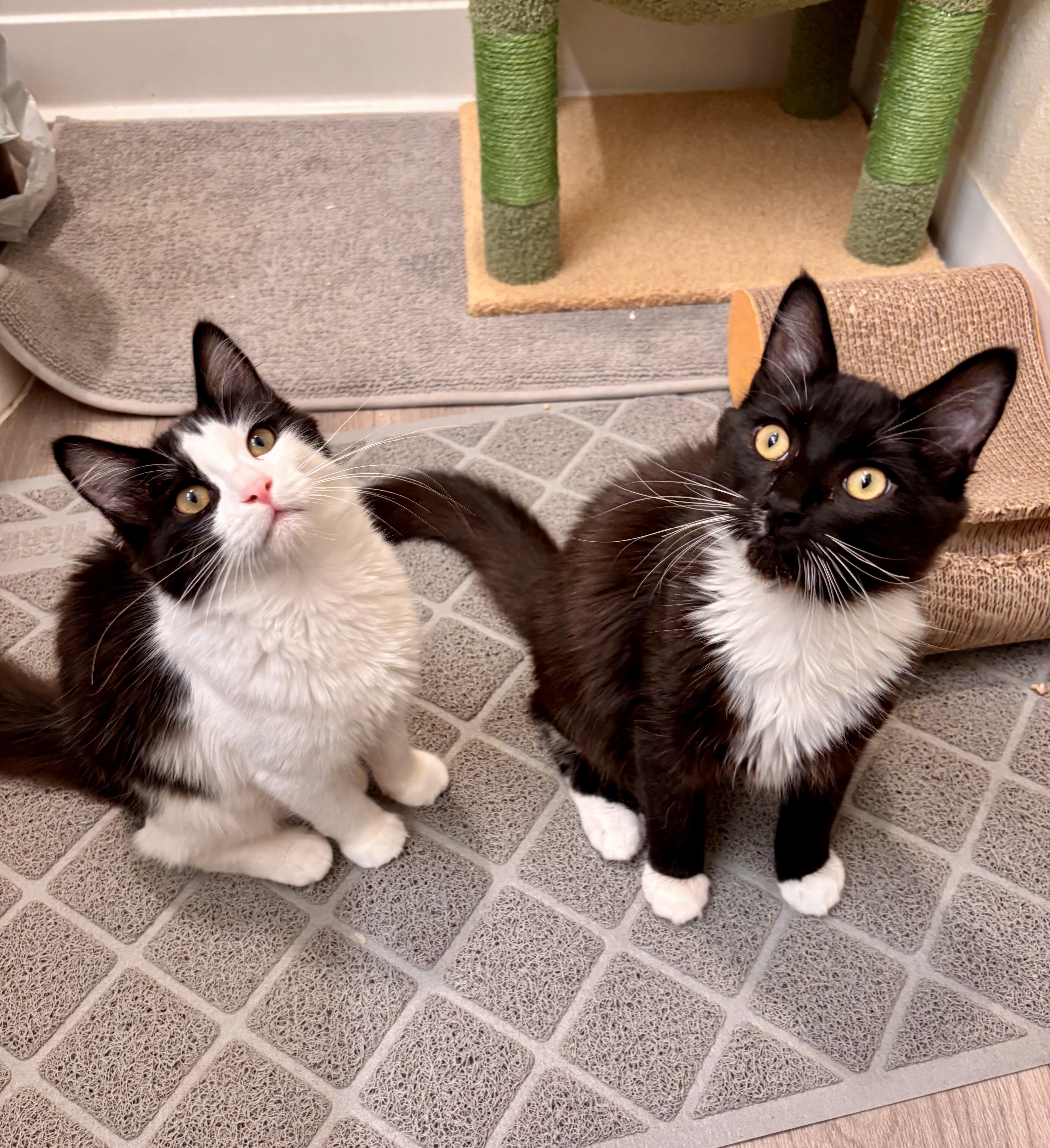 Hocus and Pocus (sweet / playful /gentle)