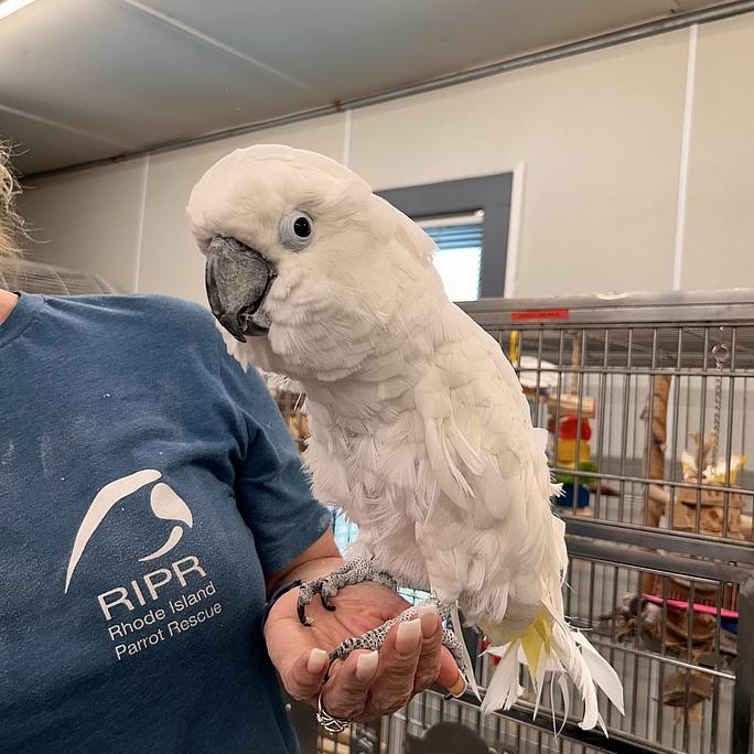 Harley, Adoptable, Adult Unknown Cockatoo.