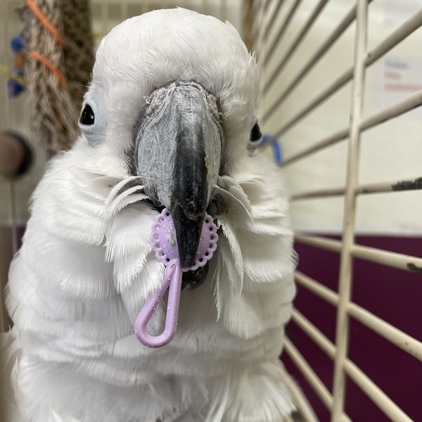 Enlarge Harley, a Adoptable Cockatoo in Warwick, RI image 2/6