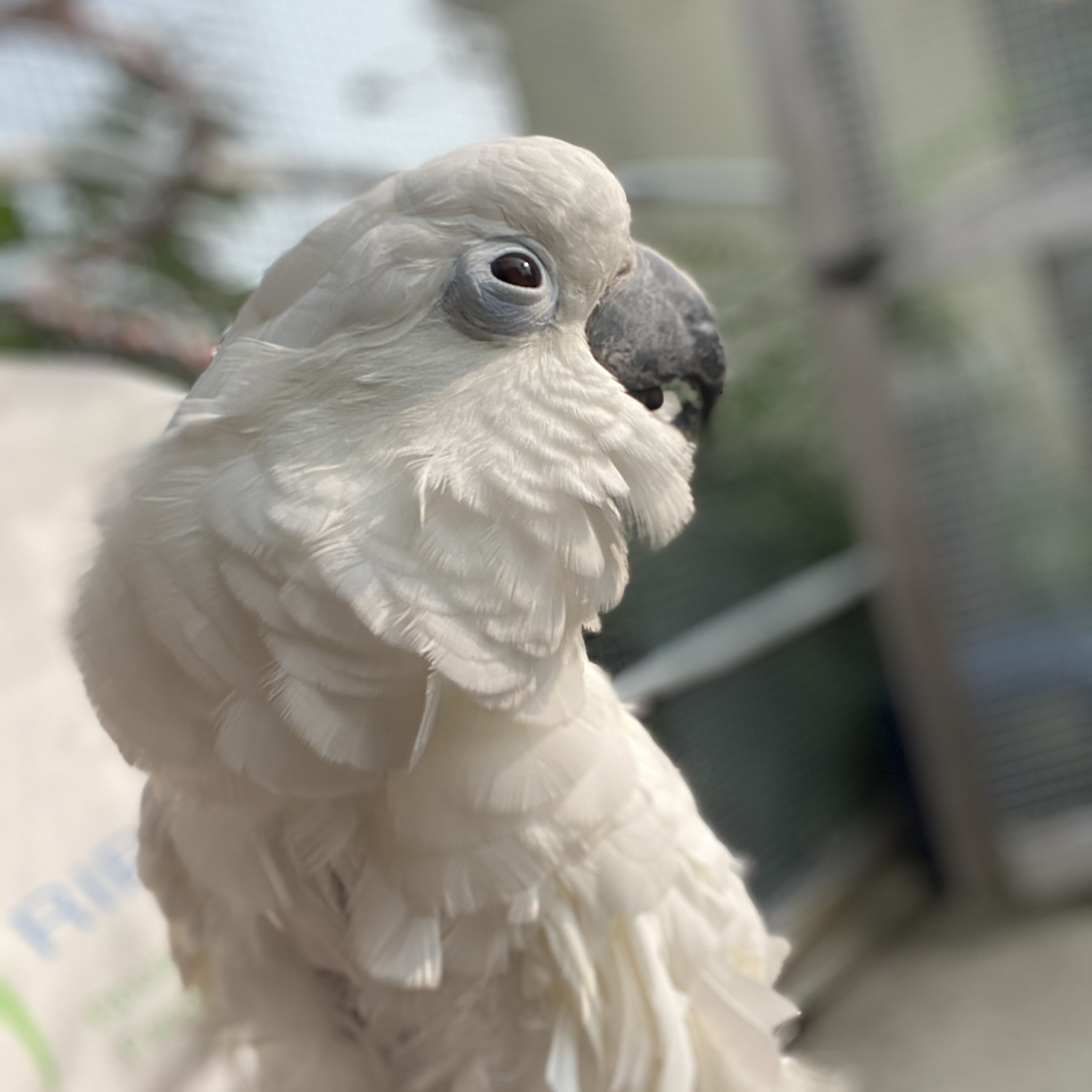 Enlarge Harley, a Adoptable Cockatoo in Warwick, RI image 3/6