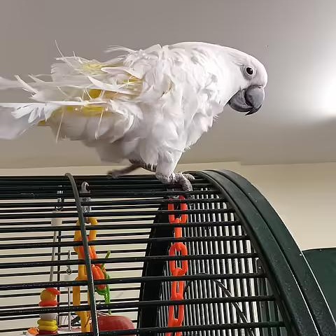 Enlarge Harley, a Adoptable Cockatoo in Warwick, RI image 4/6