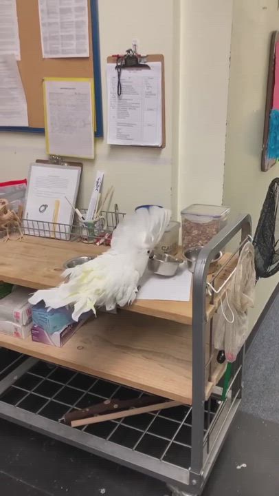 Enlarge Harley, a Adoptable Cockatoo in Warwick, RI video 6/6