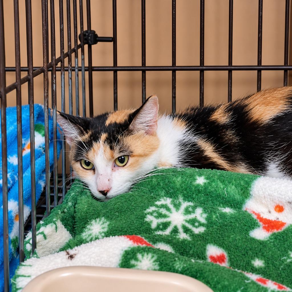 Bonnie, Adoptable, Young Female Domestic Short Hair.