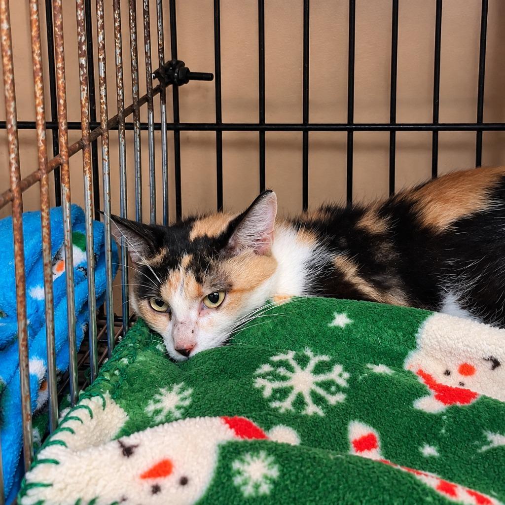 Enlarge Bonnie, a Adoptable mixed breed in Gautier, MS image 2/3