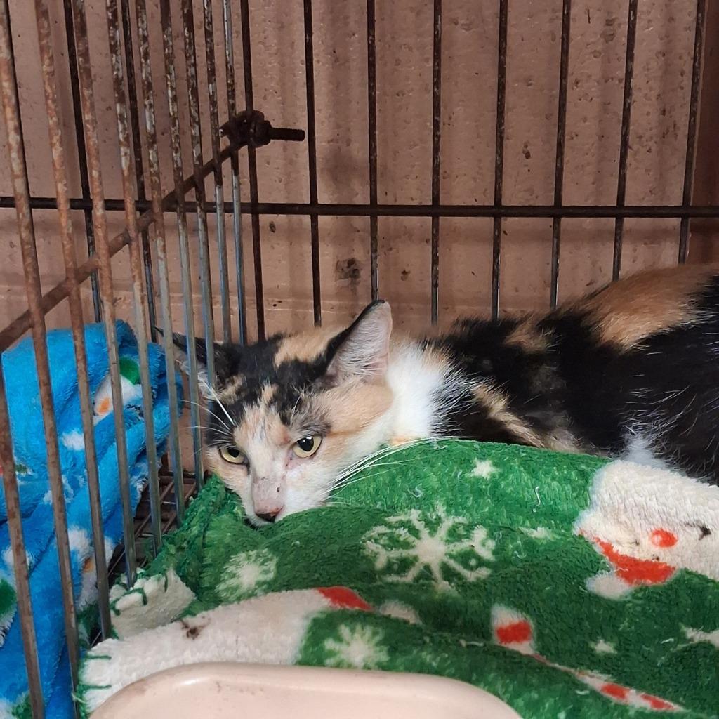 Enlarge Bonnie, a Adoptable mixed breed in Gautier, MS image 3/3