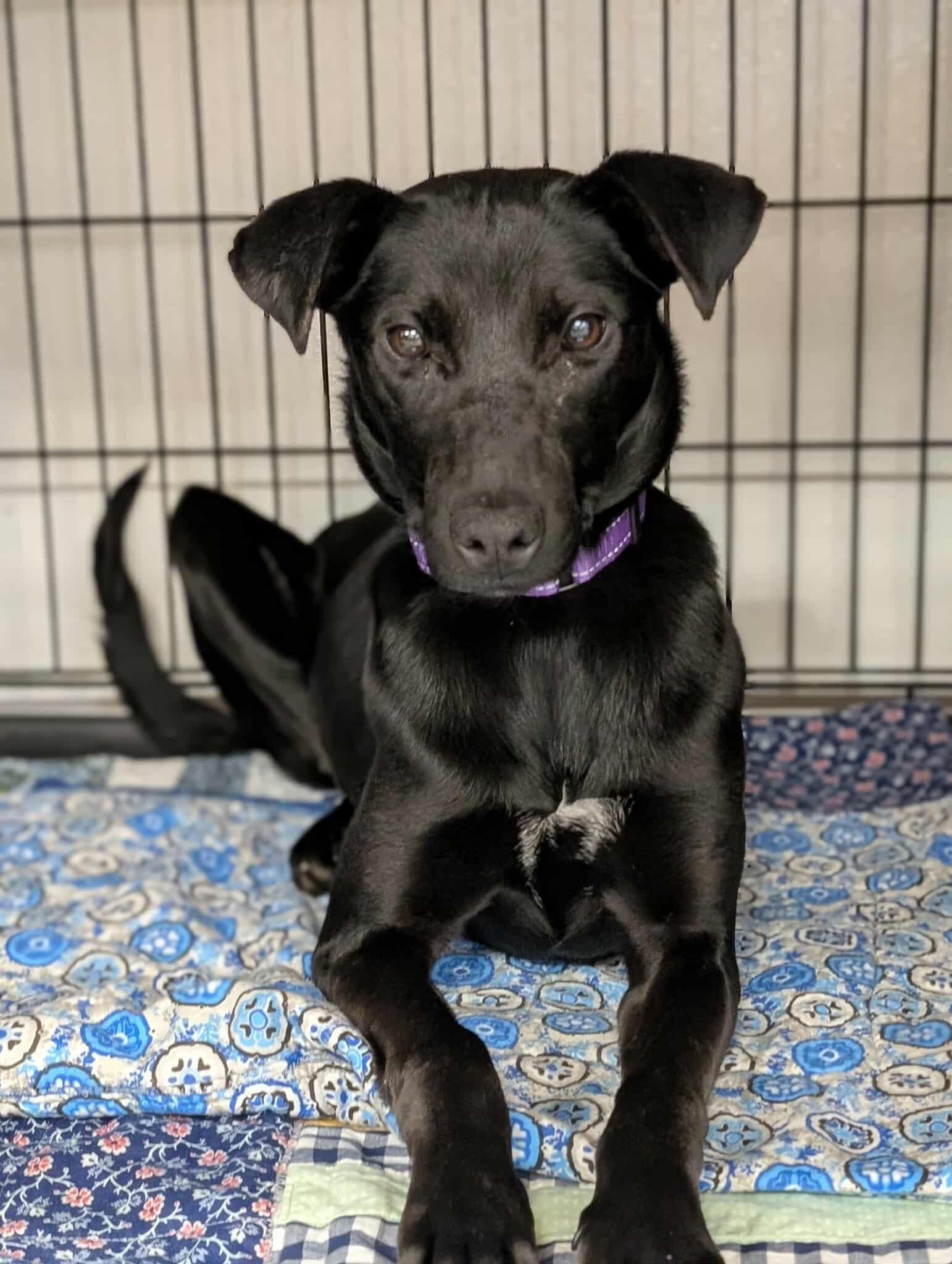 Izzy, ADOPTABLE, Adult Female Black Labrador Retriever & Husky.
