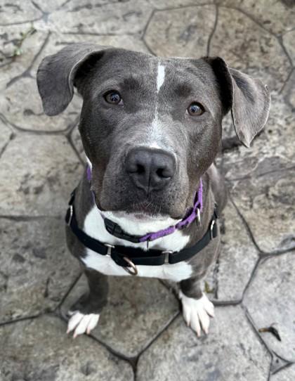 Zapp, Adoptable, Adult Male Pit Bull Terrier & Mixed Breed.
