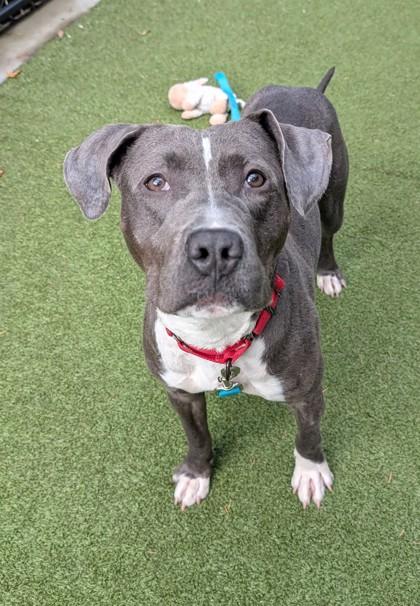 Enlarge Zapp, a Adoptable mixed breed in Bellevue, WA image 2/3