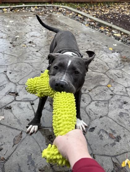 Enlarge Zapp, a Adoptable mixed breed in Bellevue, WA image 3/3
