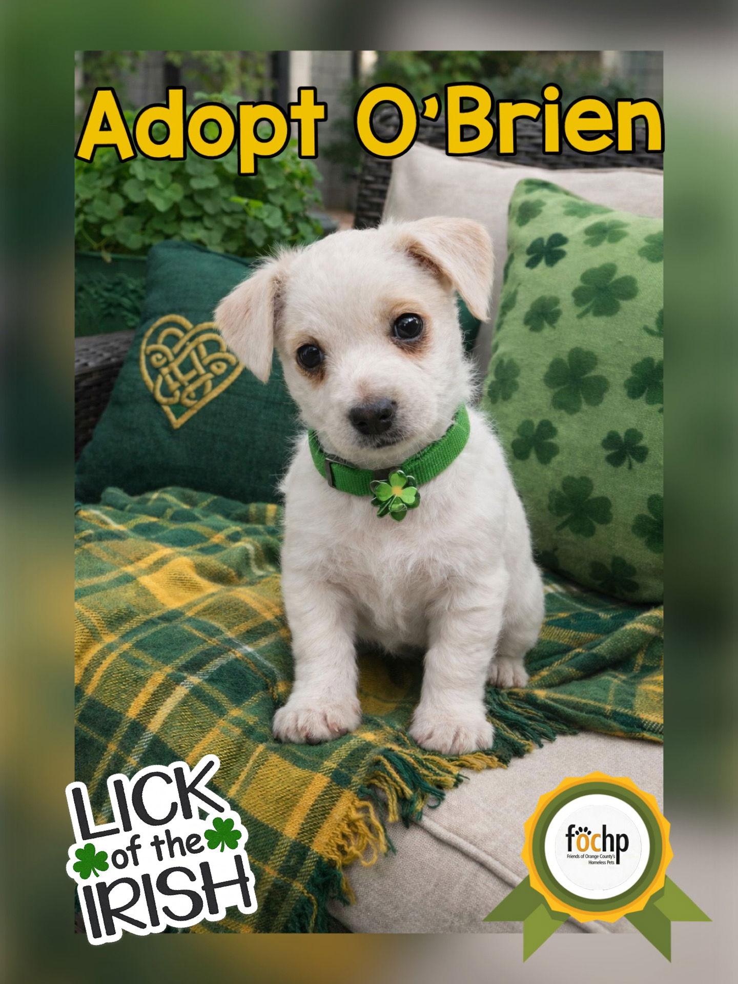 O'Brien, Adoptable, Puppy Male Poodle.