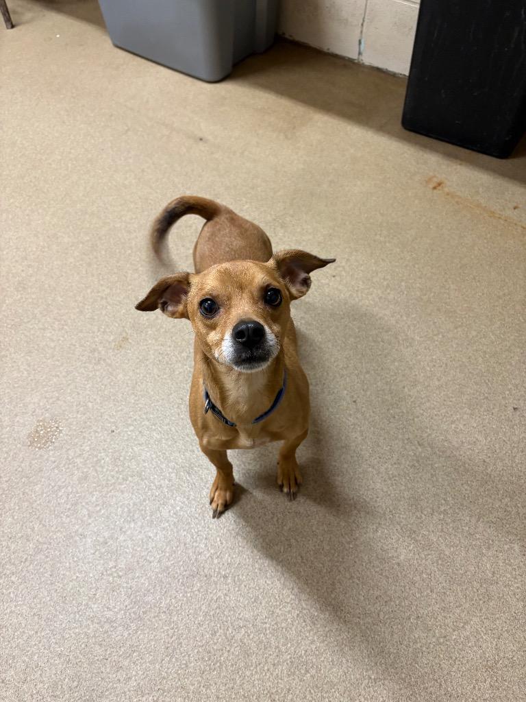 Chico, Adoptable, Adult Male Chihuahua.