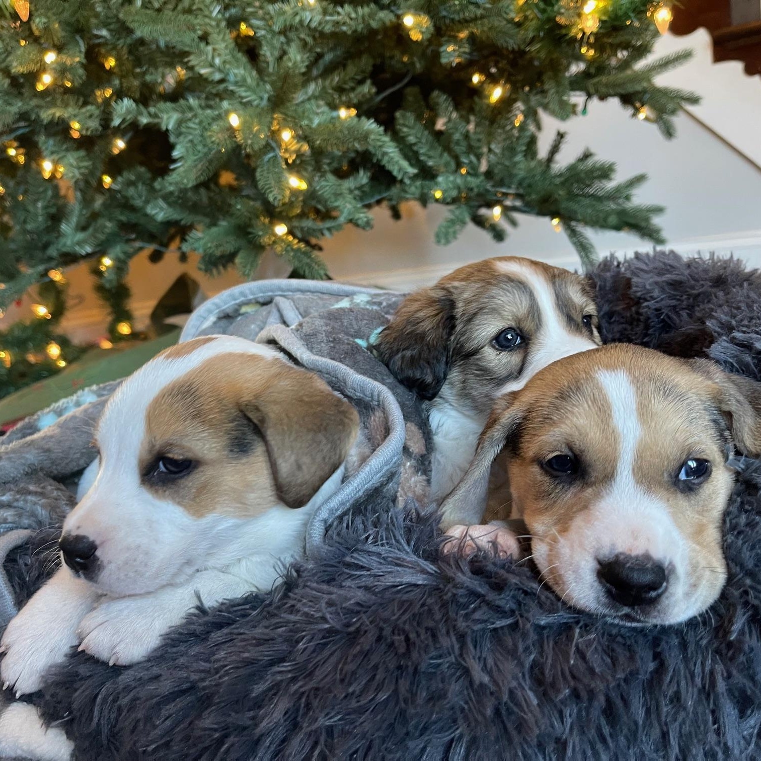 Enlarge Rappahannock , a ADOPTABLE mixed breed in Richmond, VA image 5/5