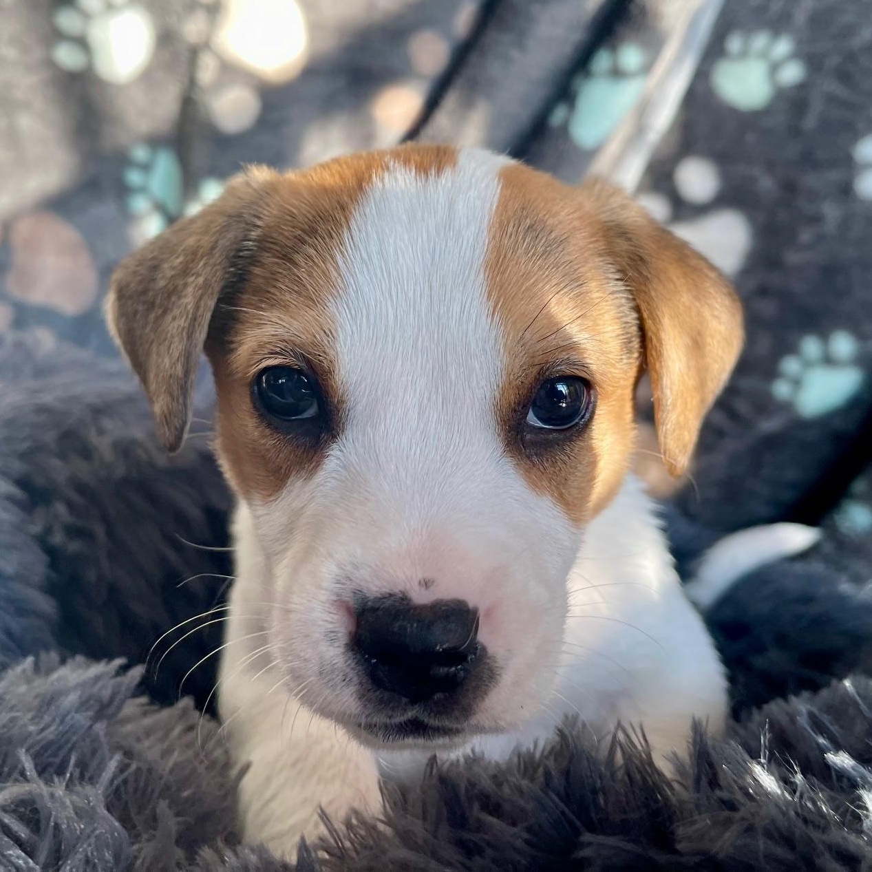 Enlarge Rappahannock , a ADOPTABLE mixed breed in Richmond, VA image 1/5