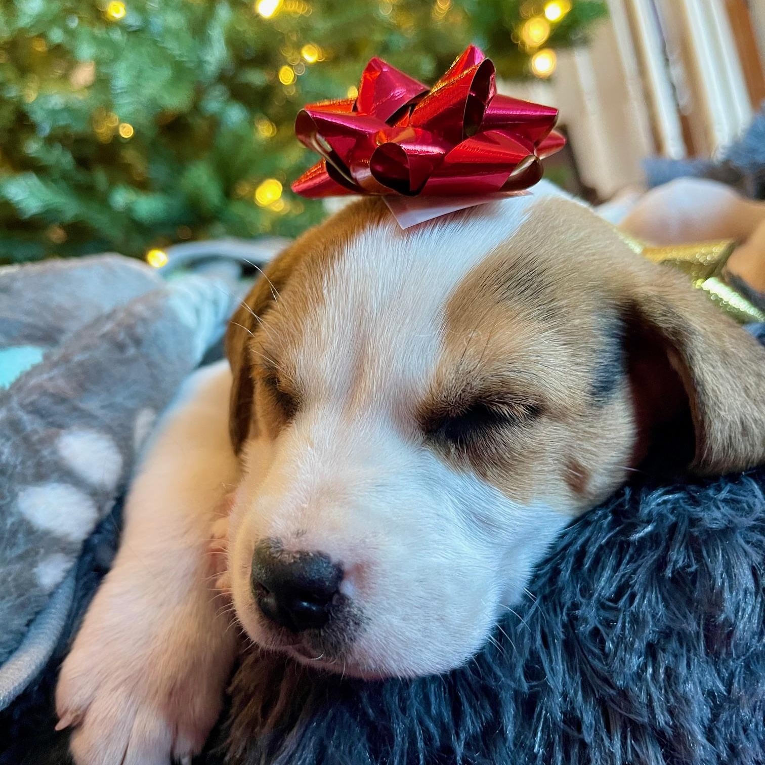 Enlarge Rappahannock , a ADOPTABLE mixed breed in Richmond, VA image 2/5