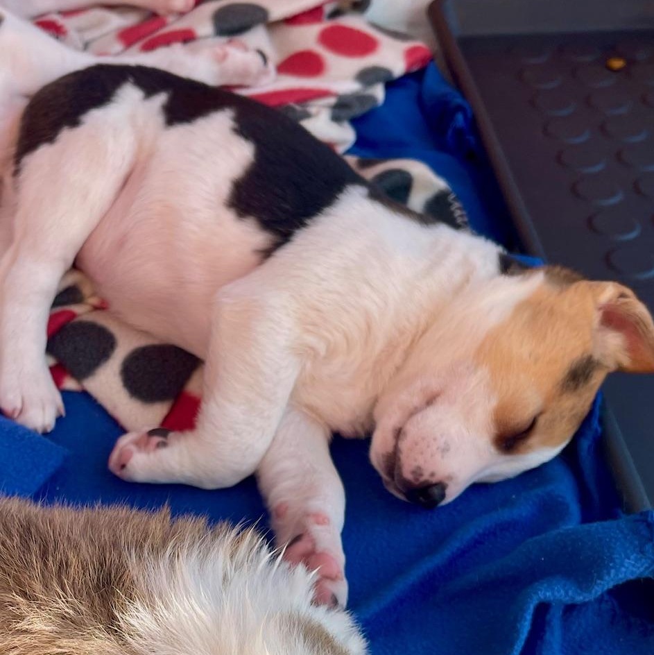 Enlarge Rappahannock , a ADOPTABLE mixed breed in Richmond, VA image 4/5
