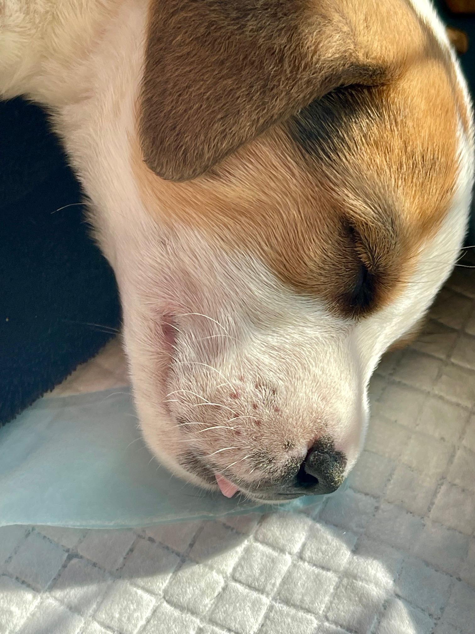 Enlarge Rappahannock , a ADOPTABLE mixed breed in Richmond, VA image 3/5