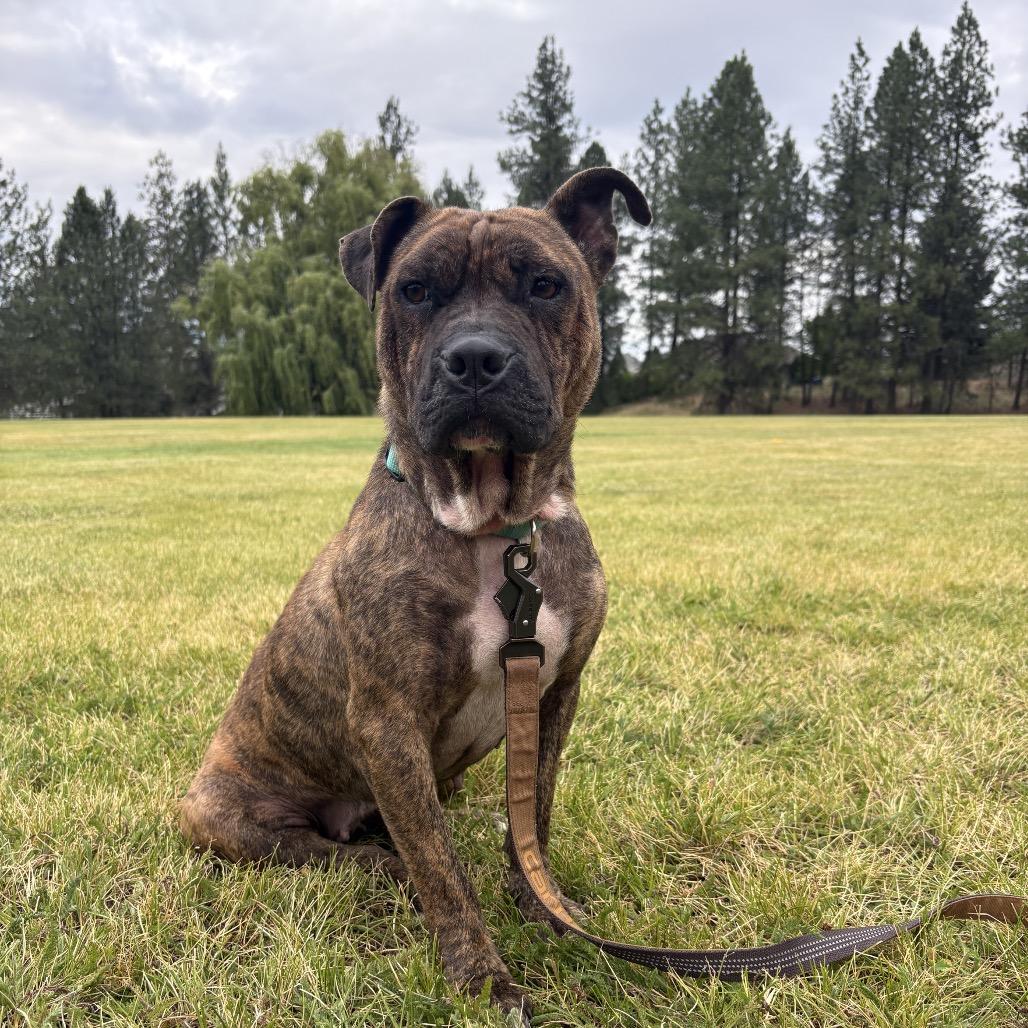 Maggie Mae, Adoptable, Adult Female Shar-Pei & Mixed Breed.