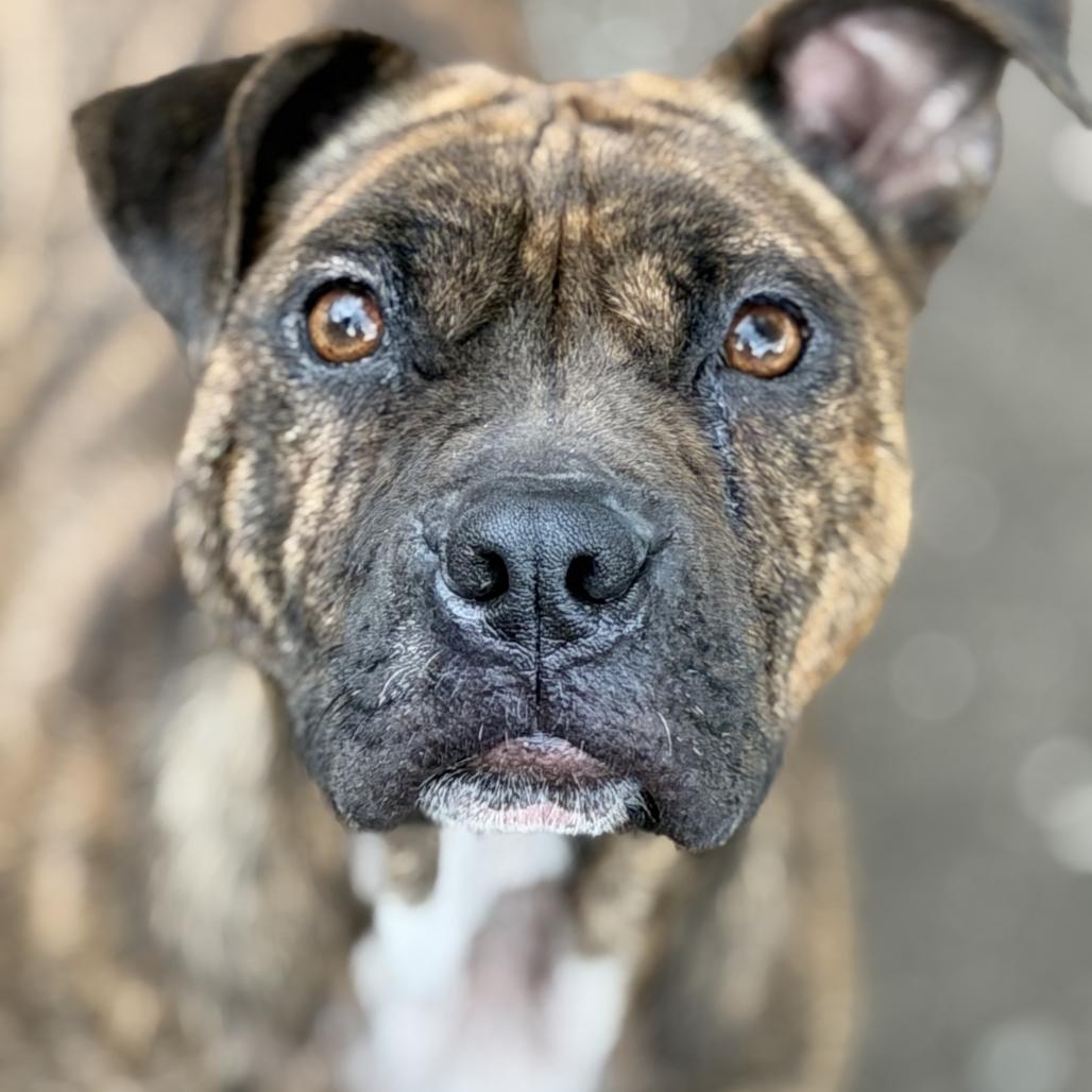 Maggie Mae, a Adoptable mixed breed in Spokane, WA image 1/4