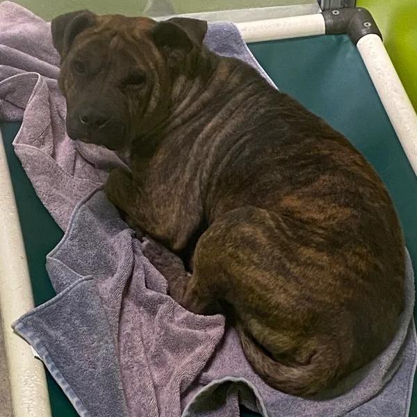 Maggie Mae, a Adoptable mixed breed in Spokane, WA image 2/4