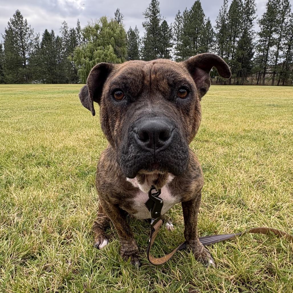 Enlarge Maggie Mae, a Adoptable mixed breed in Spokane, WA image 2/5