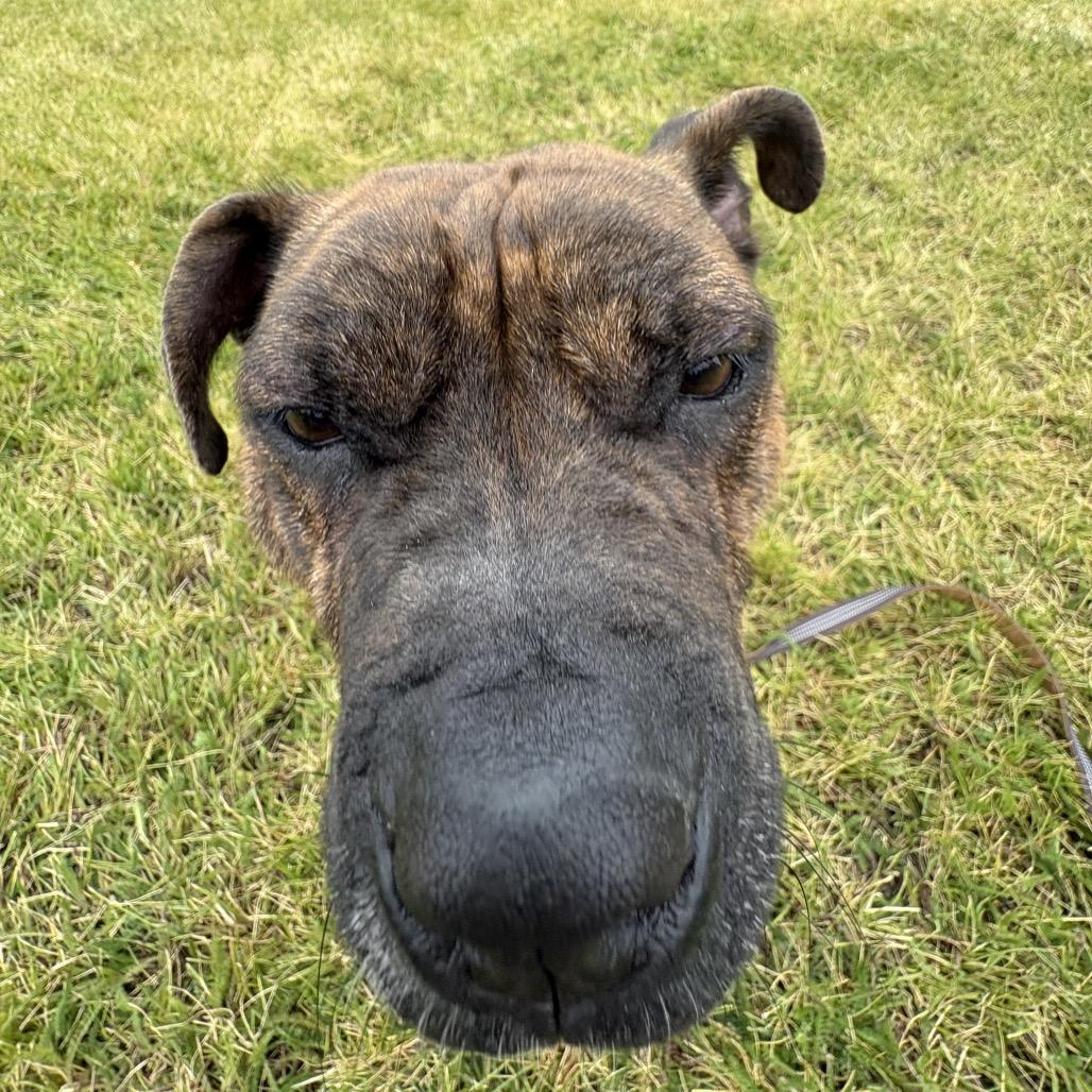 Enlarge Maggie Mae, a Adoptable mixed breed in Spokane, WA image 3/5