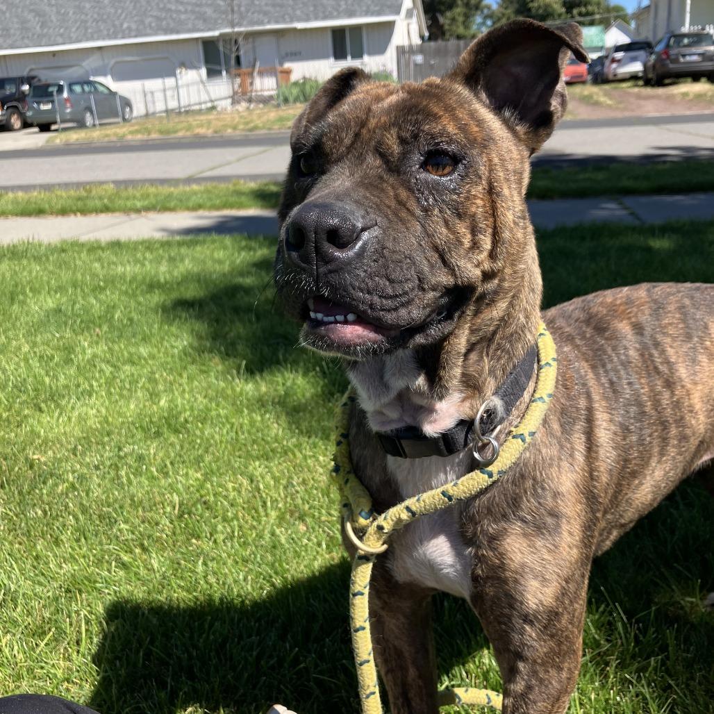 Maggie Mae, a Adoptable mixed breed in Spokane, WA image 3/4