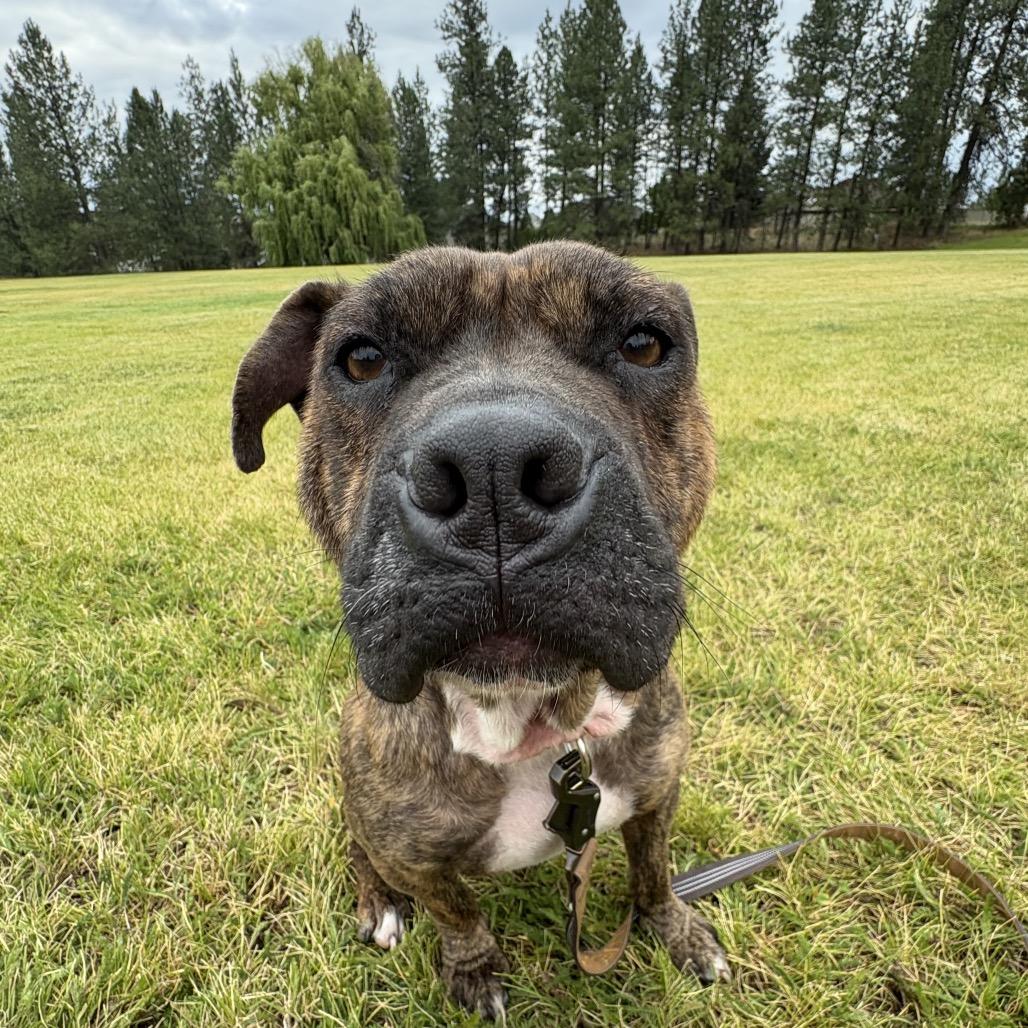 Enlarge Maggie Mae, a Adoptable mixed breed in Spokane, WA image 4/5