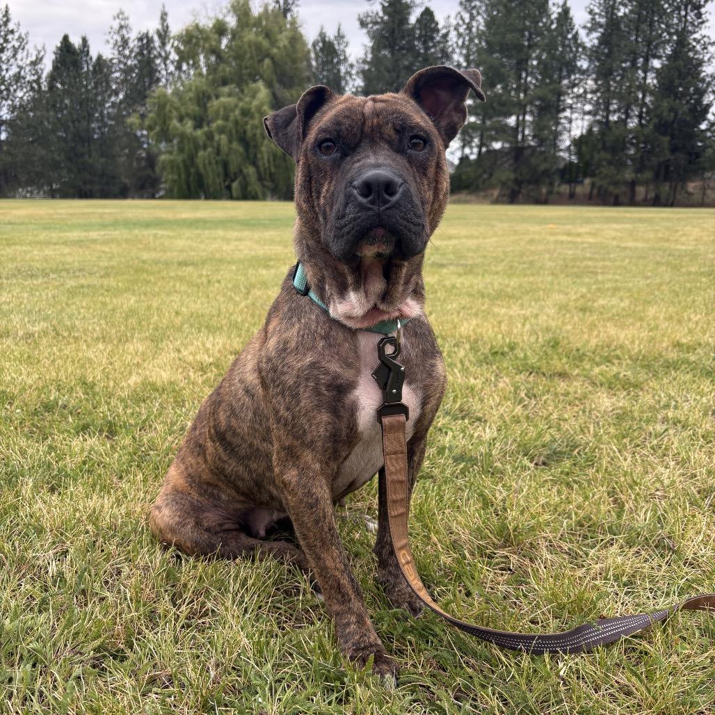 Enlarge Maggie Mae, a Adoptable mixed breed in Spokane, WA image 5/5